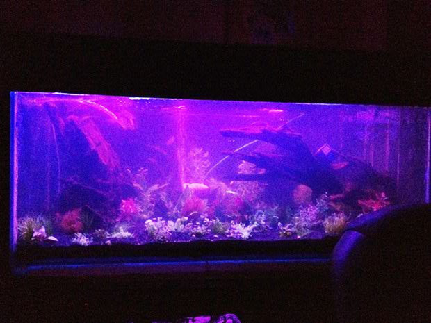 Comment bien installer un ruban LED pour aquarium en 5 étapes ?